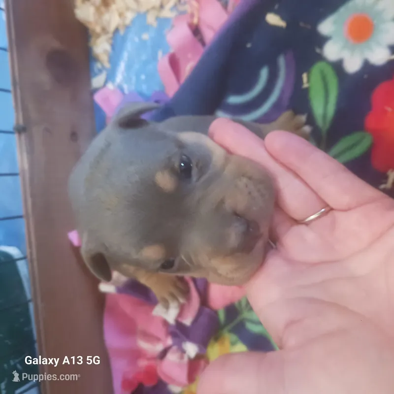 American Bully – American Bully puppy for sale in Cambridge, IL