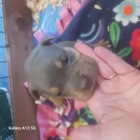 American Bully, a female American Bully for sale in Cambridge, IL – 1 of 1
