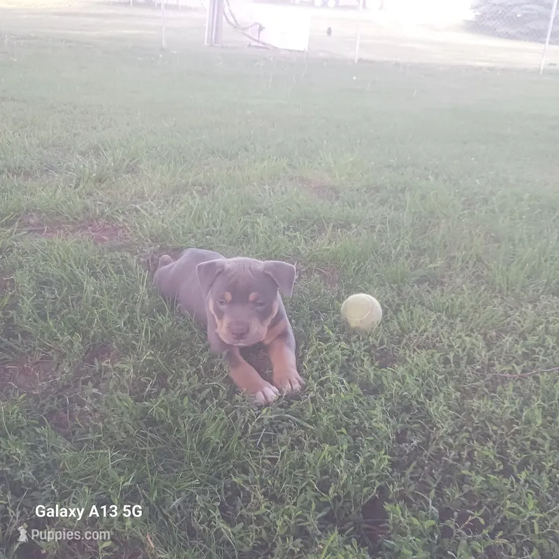American bully  – American Bully puppy for sale in Cambridge, IL