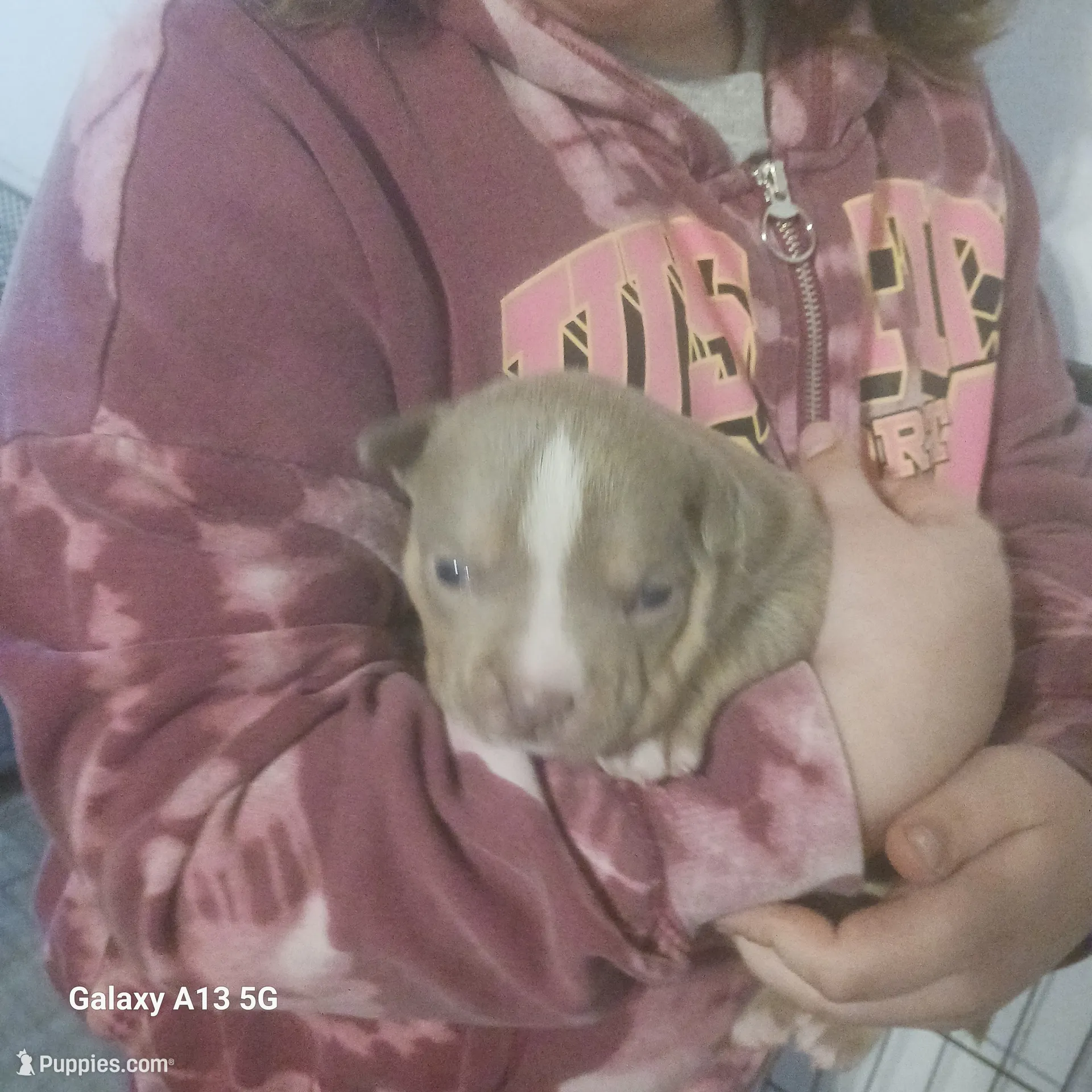 American Bully, a female American Bully for sale in Cambridge, IL – 2 of 3