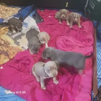 American Bully, a female American Bully for sale in Cambridge, IL – 2 of 2