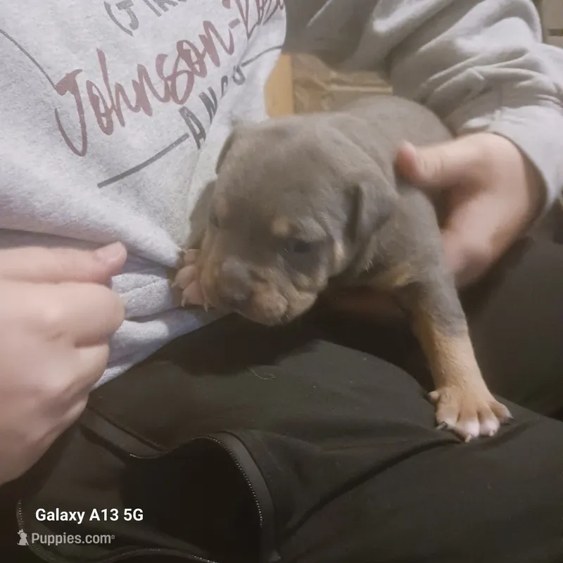 American bullies  – American Bully puppy for sale in Cambridge, IL