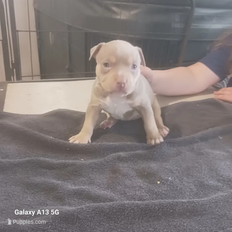 American Bully – American Bully puppy for sale in Cambridge, IL