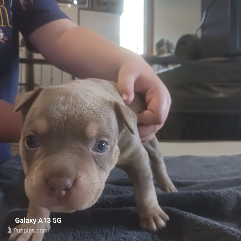 American Bully, a female American Bully for sale in Cambridge, IL – 1 of 2