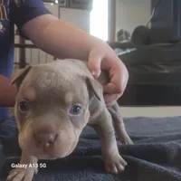 American Bully, a female American Bully for sale in Cambridge, IL – 1 of 2