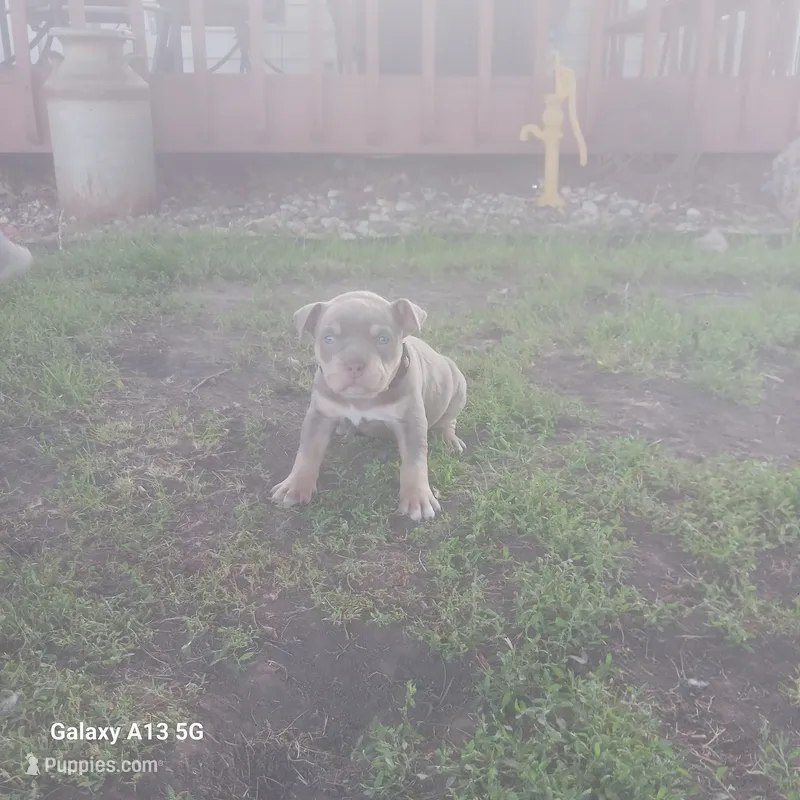 American Bully – American Bully puppy for sale in Cambridge, IL