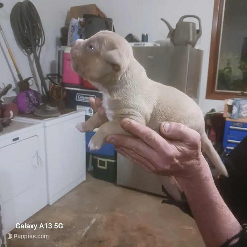 American Bully, a female American Bully for sale in Cambridge, IL – 1 of 3
