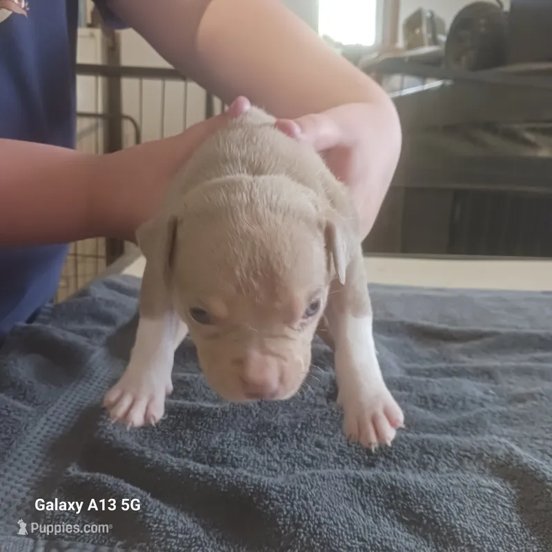 American Bully – American Bully puppy for sale in Cambridge, IL