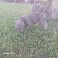 American Bully, a female American Bully for sale in Cambridge, IL – 3 of 4