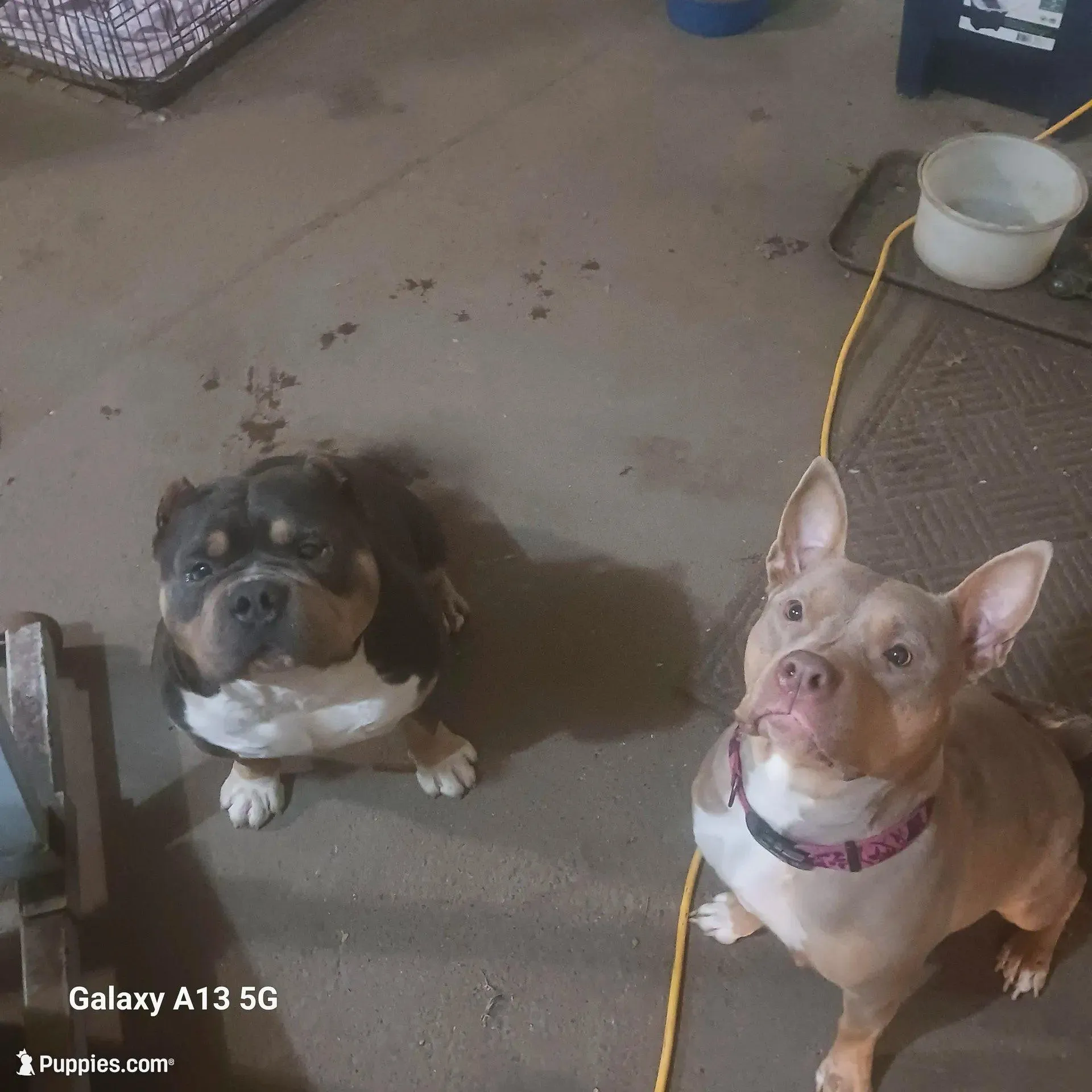 American bullies , a male American Bully for sale in Cambridge, IL – Photo 2 of 3