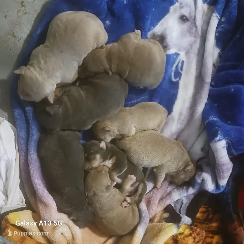 American bullies  – American Bully puppy for sale in Cambridge, IL