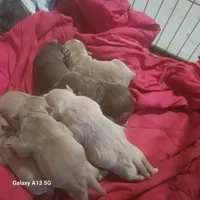 American bullies , a male American Bully for sale in Cambridge, IL – Photo 3 of 3