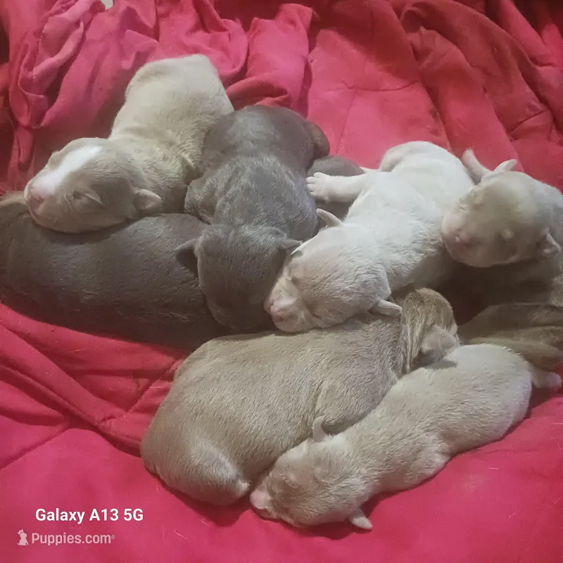 American bullies  – American Bully puppy for sale in Cambridge, IL