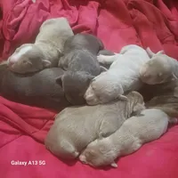 American bullies , a male American Bully for sale in Cambridge, IL – Photo 1 of 3