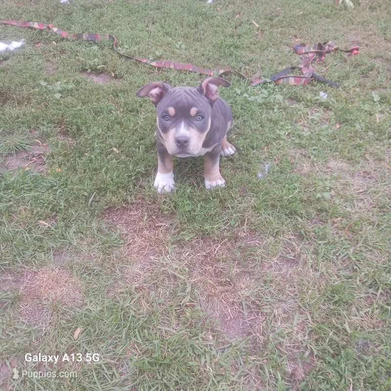 American Bully – American Bully puppy for sale in Cambridge, IL