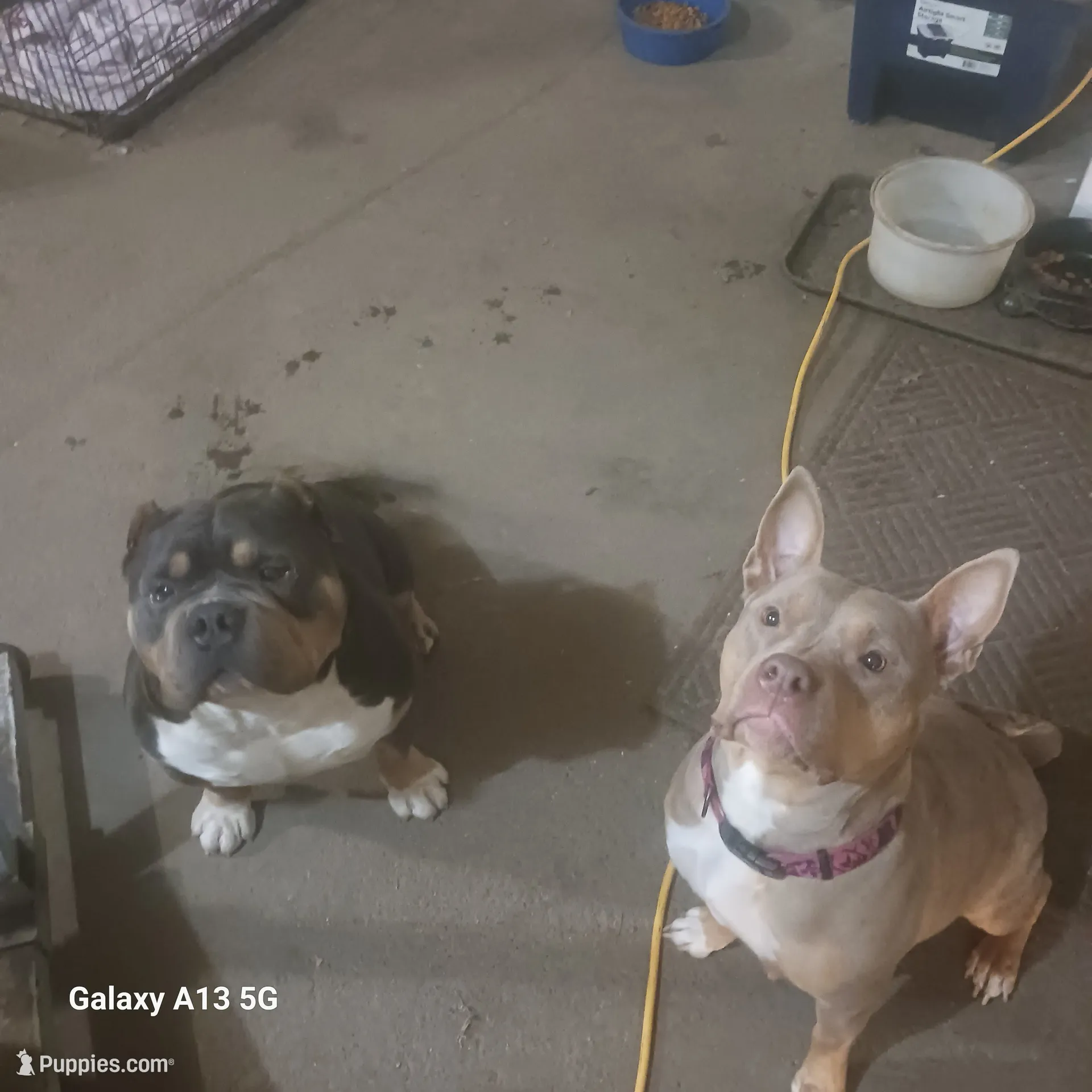 American Bully, a female American Bully for sale in Cambridge, IL – 3 of 3