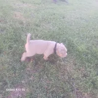 American Bully, a female American Bully for sale in Cambridge, IL – 5 of 5