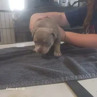 American Bully, a female American Bully for sale in Cambridge, IL – 2 of 2