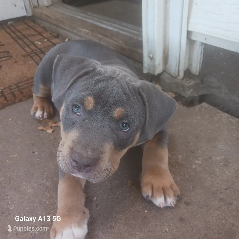 American bully  – American Bully puppy for sale in Cambridge, IL