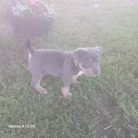 American bully , a male American Bully for sale in Cambridge, IL – 3 of 5