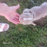 American Bully, a female American Bully for sale in Cambridge, IL – 4 of 5