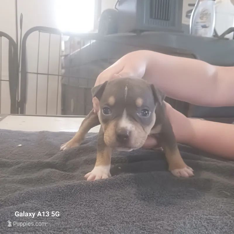 American Bully – American Bully puppy for sale in Cambridge, IL