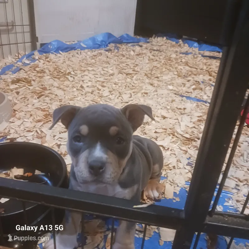 American Bully – American Bully puppy for sale in Cambridge, IL