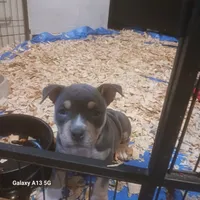 American Bully, a female American Bully for sale in Cambridge, IL – 1 of 4
