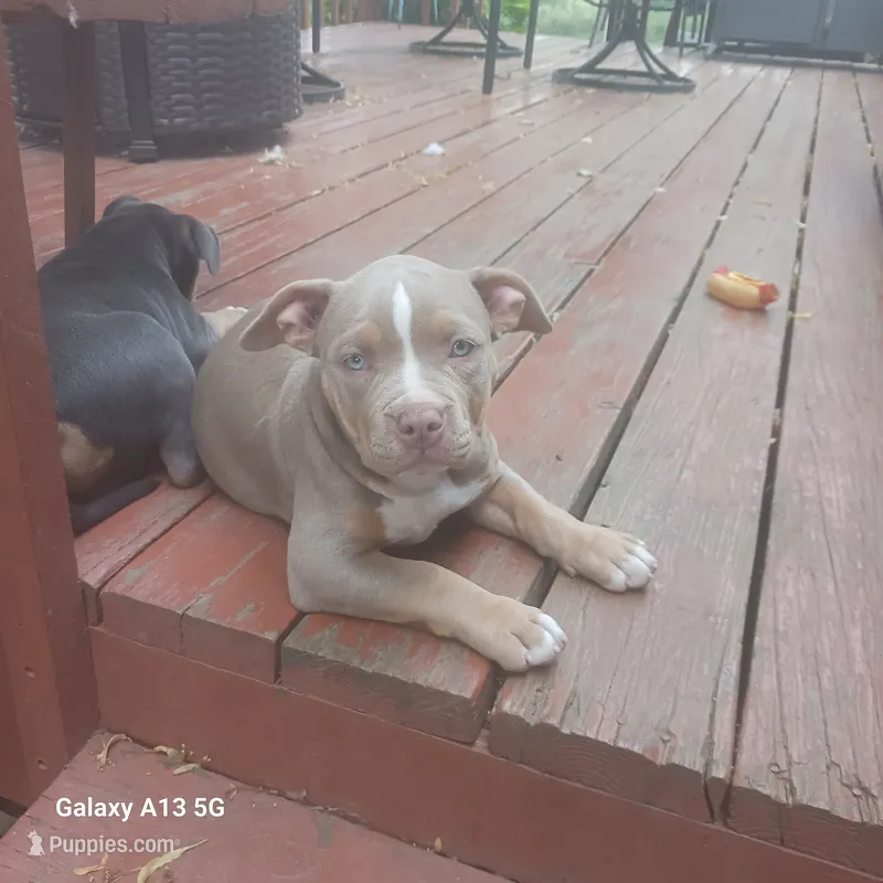 American Bully – American Bully puppy for sale in Cambridge, IL