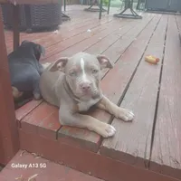 American Bully, a female American Bully for sale in Cambridge, IL – 1 of 5