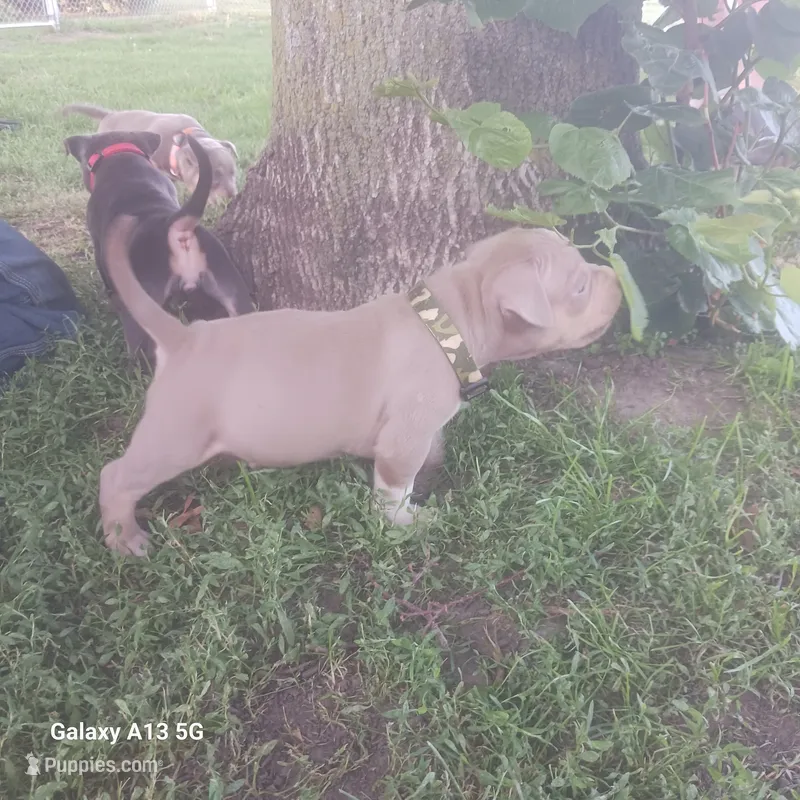 American Bully – American Bully puppy for sale in Cambridge, IL