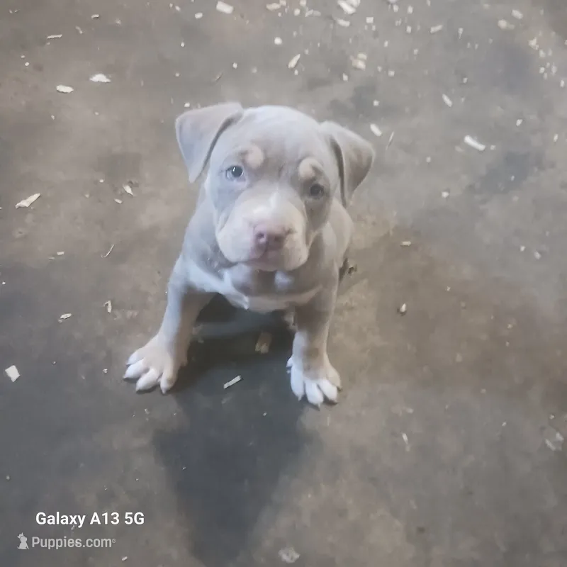 American Bully – American Bully puppy for sale in Cambridge, IL