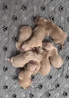 Girl, a female Golden Retriever for sale in Memphis, TN – 4 of 4