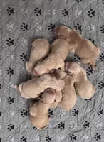 Red girl, a female Golden Retriever for sale in Memphis, TN – 3 of 5