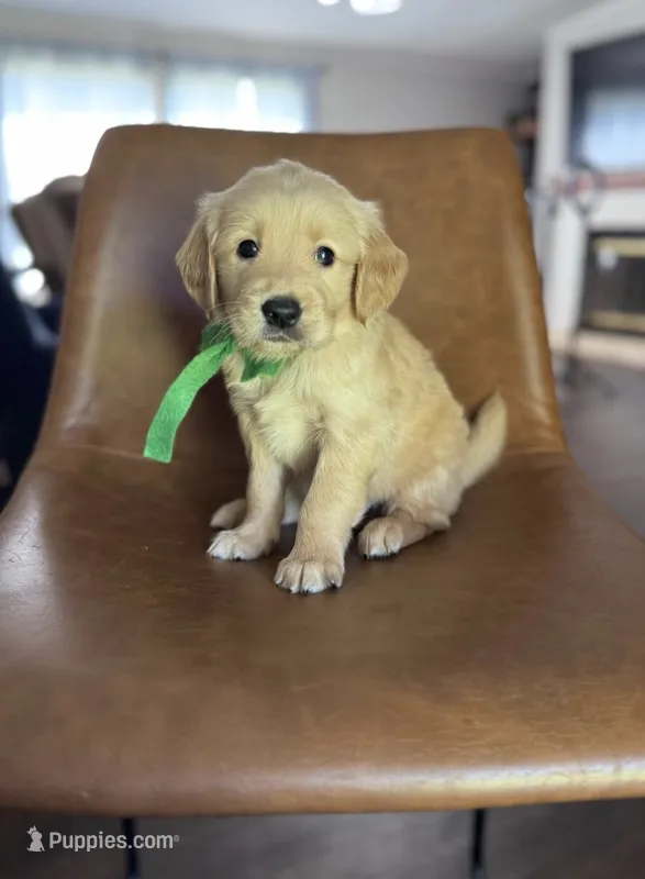 Rhett – Golden Retriever puppy for sale in Memphis, TN