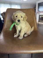 Rhett, a male Golden Retriever for sale in Memphis, TN – 1 of 4