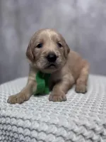 Rhett, a male Golden Retriever for sale in Memphis, TN – 3 of 4
