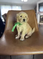 Rhett, a male Golden Retriever for sale in Memphis, TN – 2 of 4