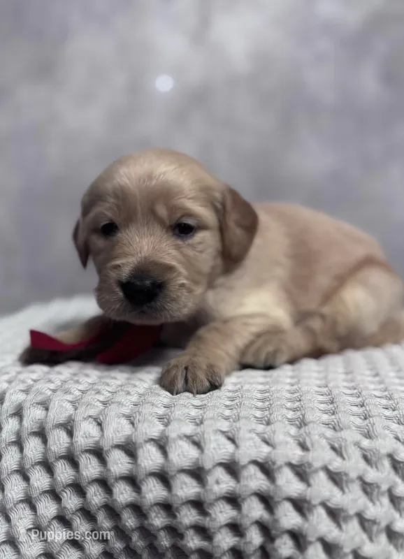 Red girl – Golden Retriever puppy for sale in Memphis, TN