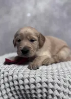 Red girl, a female Golden Retriever for sale in Memphis, TN – 1 of 5
