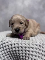 Red girl, a female Golden Retriever for sale in Memphis, TN – 4 of 5