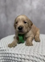 Rhett, a male Golden Retriever for sale in Memphis, TN – 4 of 4