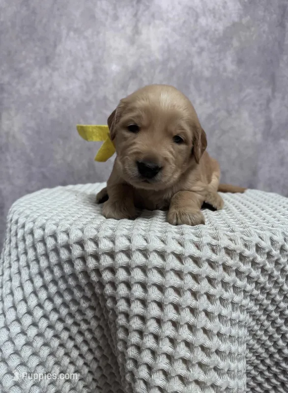 Girl – Golden Retriever puppy for sale in Memphis, TN