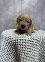 Girl, a female Golden Retriever for sale in Memphis, TN – 1 of 4
