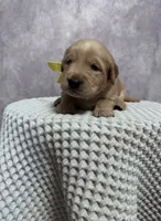 Girl, a female Golden Retriever for sale in Memphis, TN – 2 of 4
