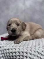 Red girl, a female Golden Retriever for sale in Memphis, TN – 5 of 5