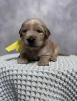 Girl, a female Golden Retriever for sale in Memphis, TN – 3 of 4