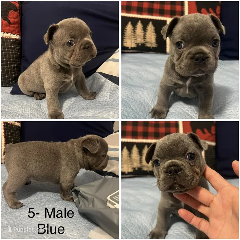 Blue – French Bulldog puppy for sale in Austin, TX