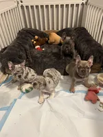 Blue, a male French Bulldog for sale in Austin, TX – Photo 2 of 2