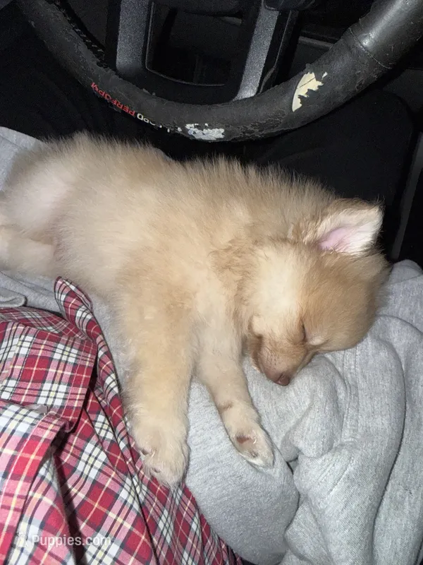 Tobias  – Pomeranian puppy for sale in Austin, TX